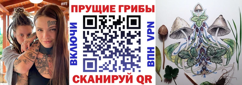 дарк нет как зайти  Арсеньев  Галлюциногенные грибы мицелий 